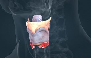 larynx is organ located anterior neck larynx is organ located anterior neck